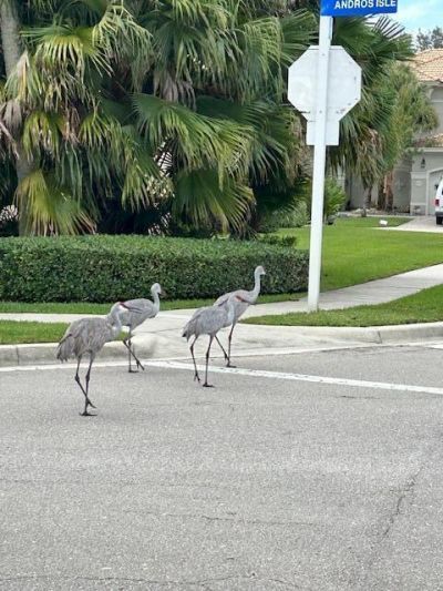 2585 San Andros, West Palm Beach, FL 33411 Photo