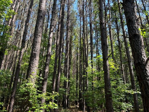 OOO Highway 15 North, Other, MS 39375