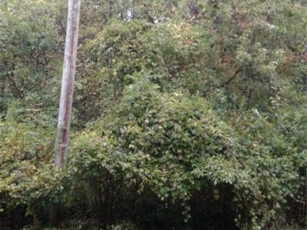 Sheffield Drive, Sheffield Lake, OH 44054