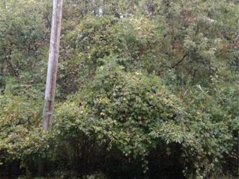 Sheffield Drive, Sheffield Lake, OH 44054 Photo 1