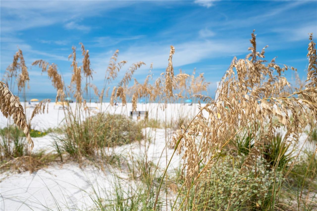 1703 12th Street S, Saint Petersburg, FL 33705 Photo