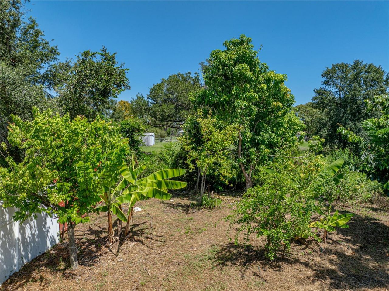 31511 Saddle Lane, Wesley Chapel, FL 33543 Photo