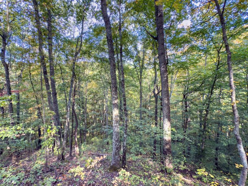 Tract 1 Perry Ridge Rd , Wilkesville, OH 45695 Photo 14