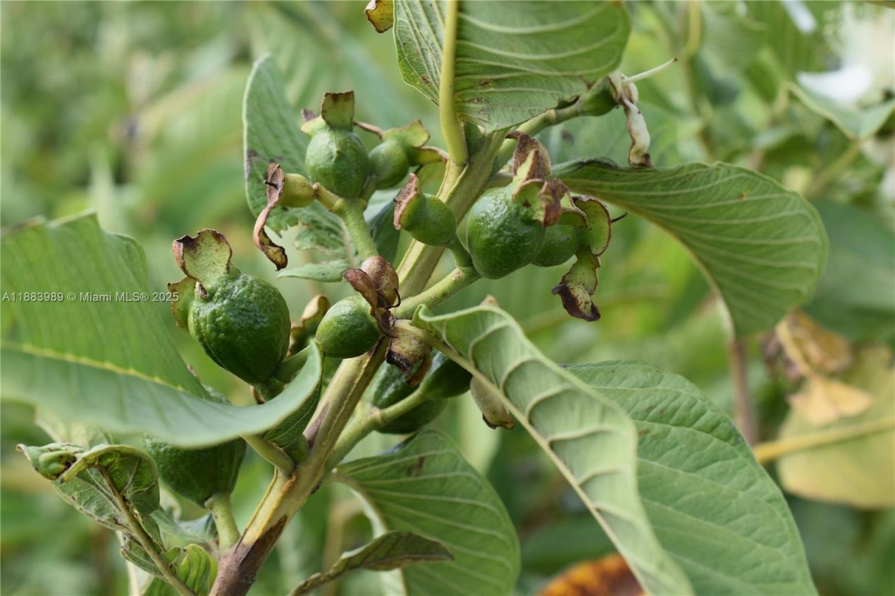 304000 SW 228th Ve, Homestead, FL 33030 Photo