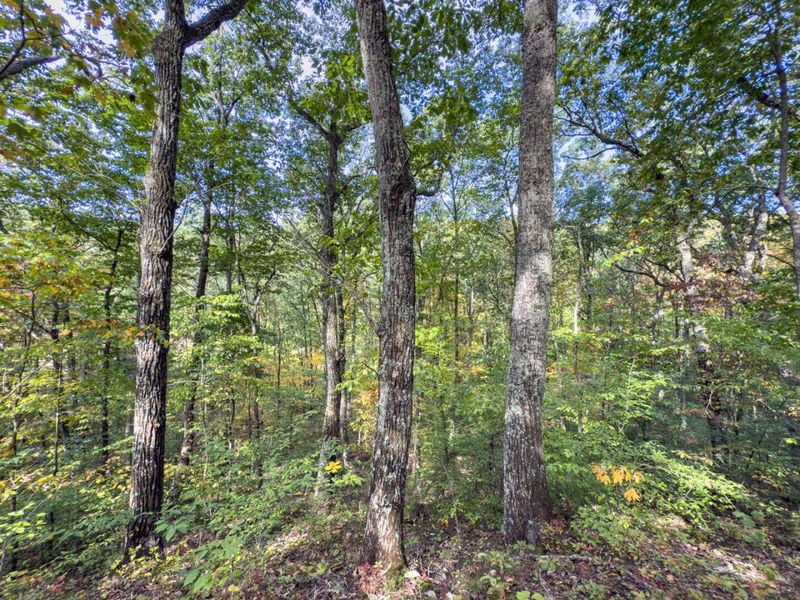 Tract 2 Perry Ridge Rd , Wilkesville, OH 45695 Photo 10