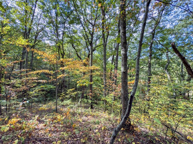 Tract 2 Perry Ridge Rd , Wilkesville, OH 45695 Photo 11