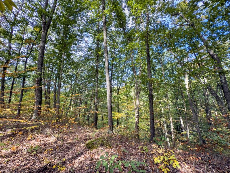 Tract 2 Perry Ridge Rd , Wilkesville, OH 45695 Photo 13