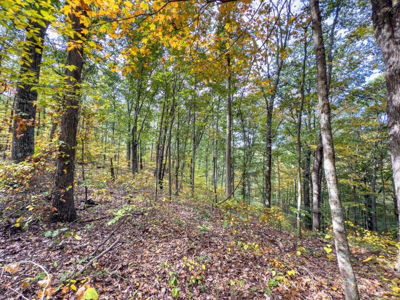 Tract 2 Perry Ridge Rd , Wilkesville, OH 45695 Photo 14