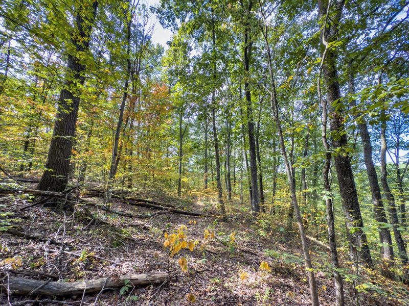 Tract 2 Perry Ridge Rd , Wilkesville, OH 45695 Photo 6