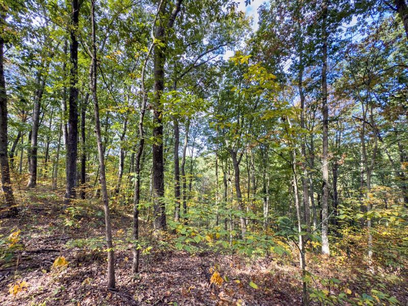 Tract 2 Perry Ridge Rd , Wilkesville, OH 45695 Photo 7