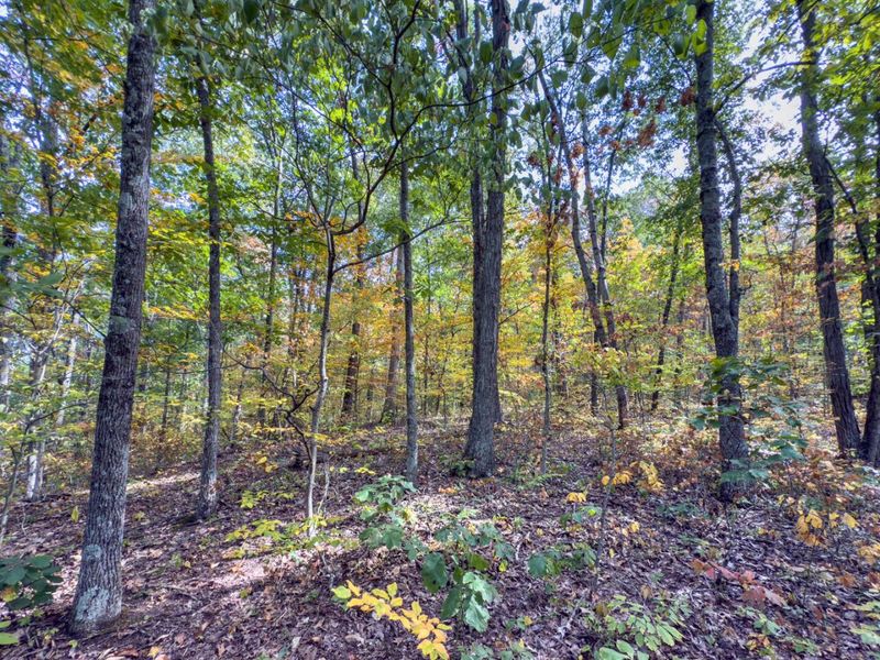 Tract 2 Perry Ridge Rd , Wilkesville, OH 45695 Photo 8