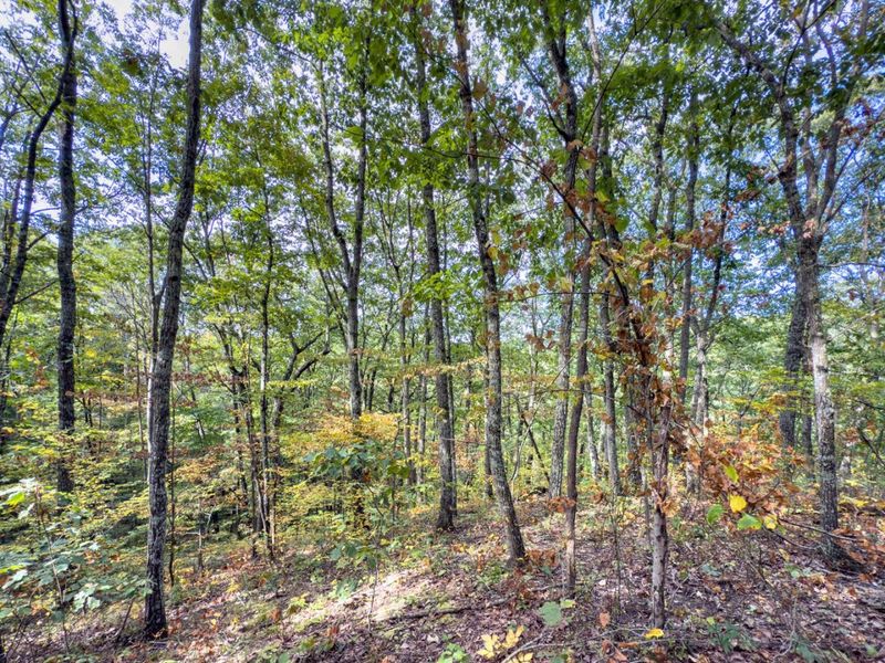 Tract 2 Perry Ridge Rd , Wilkesville, OH 45695 Photo 9