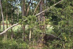 1008 Maccoa Dr. photo 4