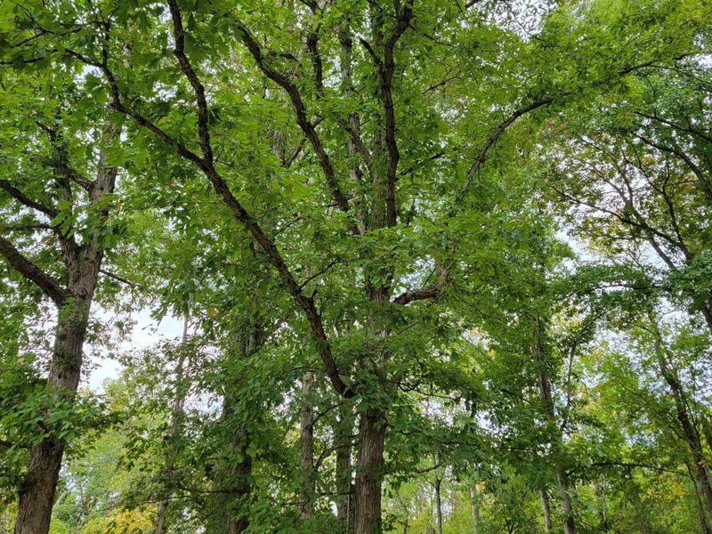 1573 Graham School Road, Gallipolis, OH 45631 Photo 32