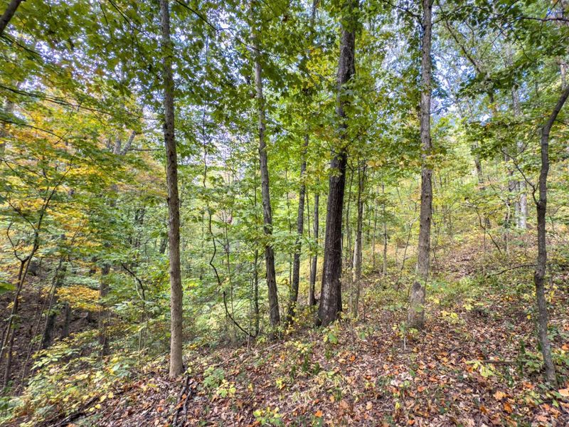 Parcel 3 Perry Ridge Rd , Wilkesville, OH 45695 Photo 15