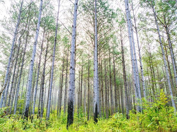 County Rd 5131, Booneville, MS 38829