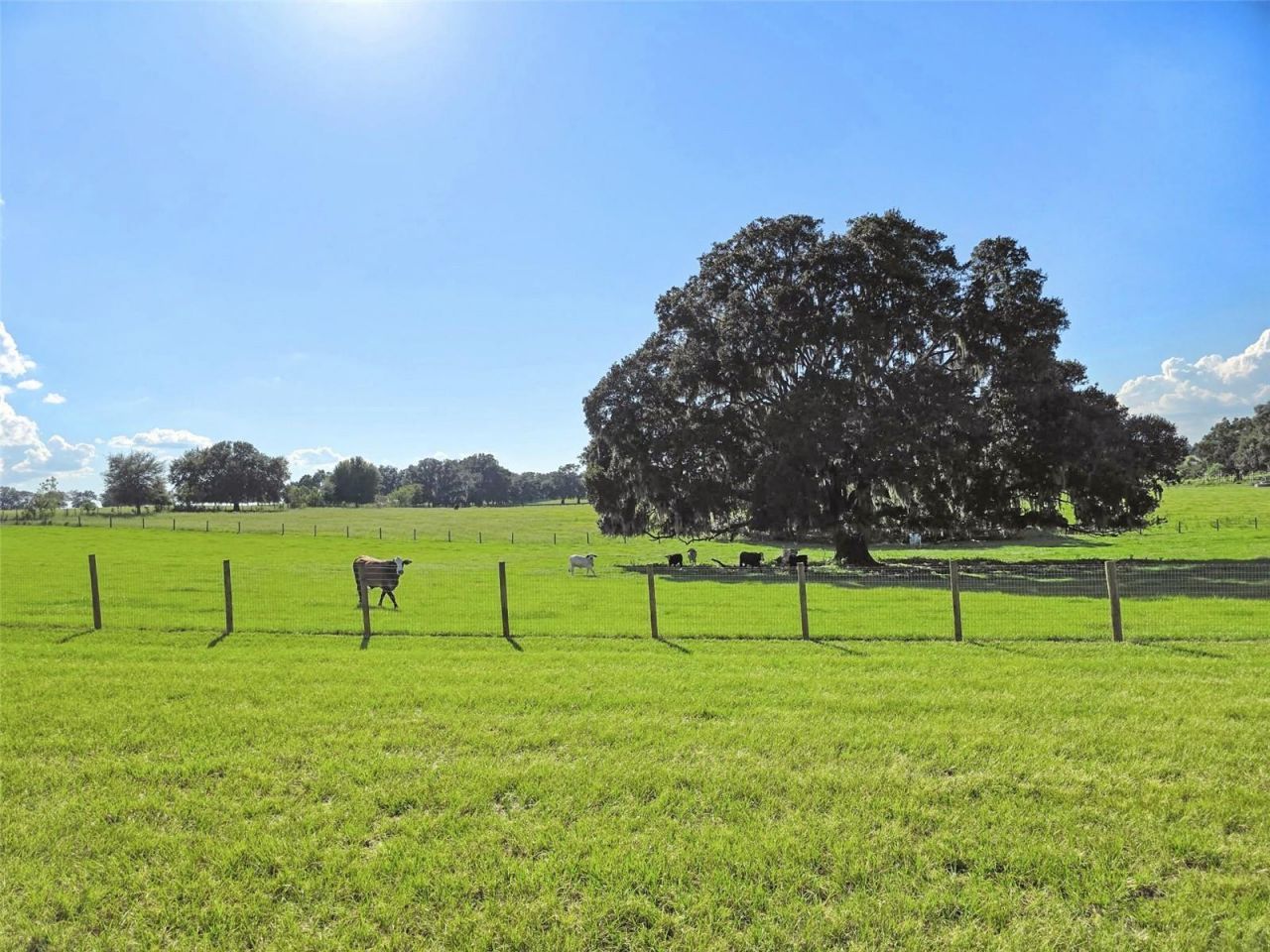 23220 NW 27th St, Morriston, FL 32668 Photo