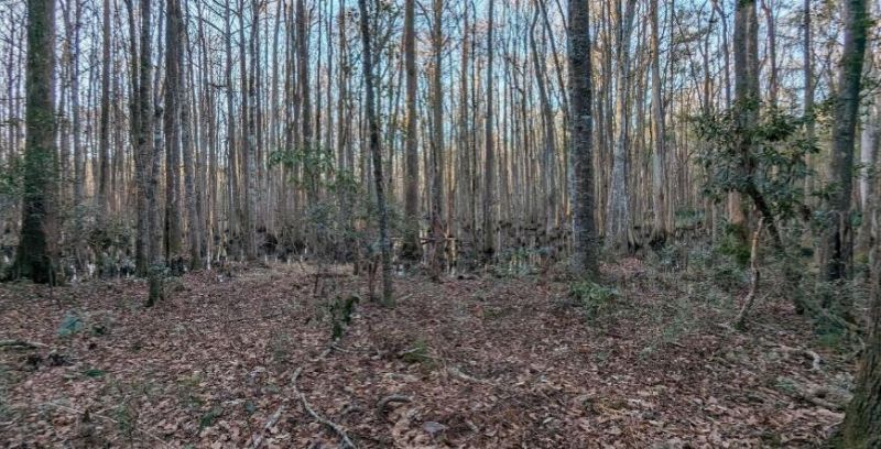 1981 Liberia Road Photo 5