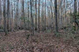 1981 Liberia Road photo 4