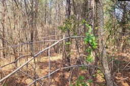 239 House Road  photo 4