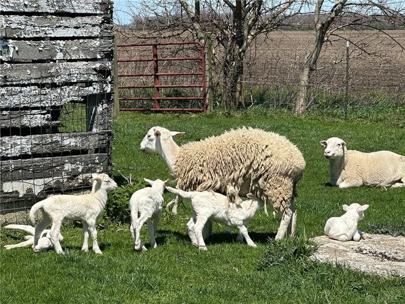 978 State Route 72, Ross Township, OH 45314 Photo 82