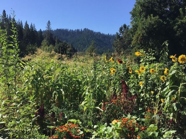 200 Humphrey Addition Road, Glendale, OR 97442