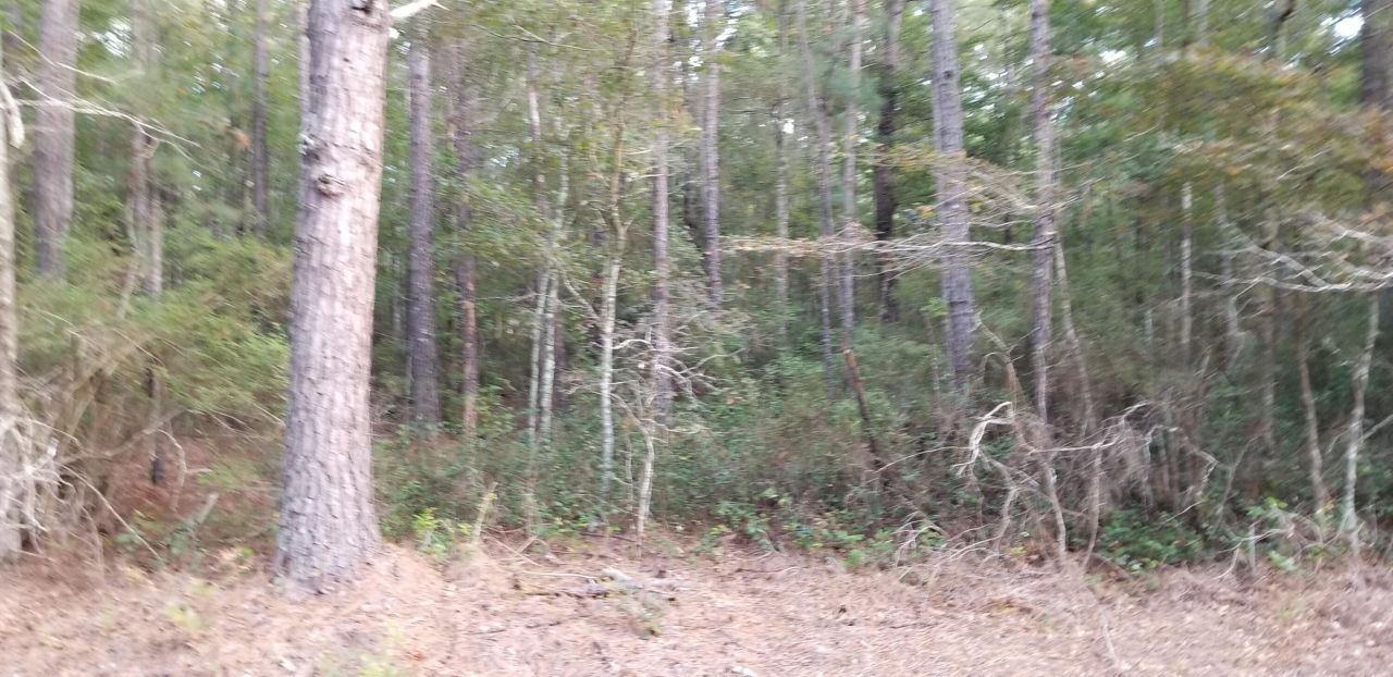 0 Buckhead Road Photo 5