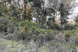 3551 Moonlight Road photo 4