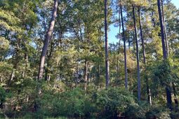 12 Barnaby Blf photo 4