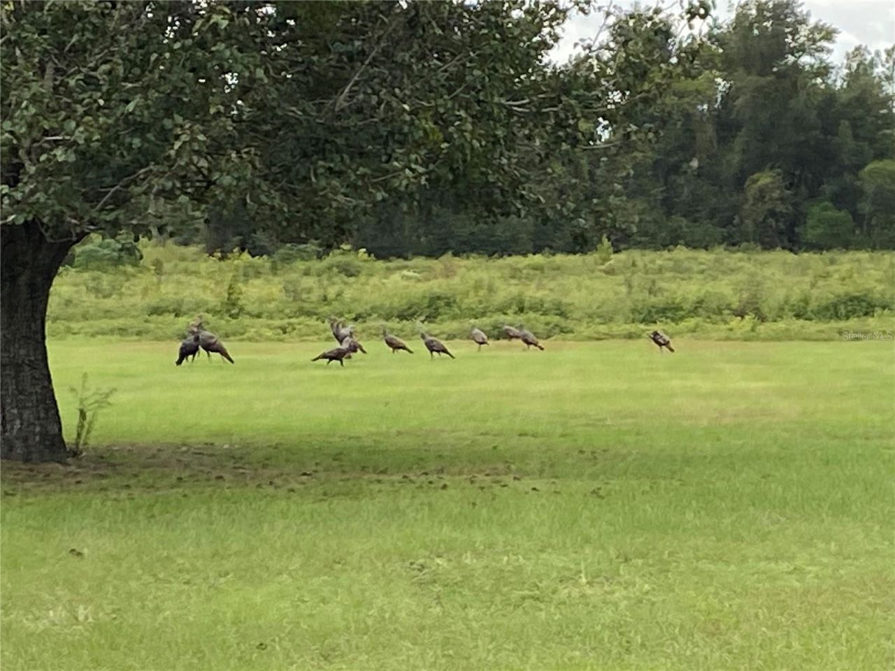 5559 SW 42nd Place, Bell, FL 32619 Photo