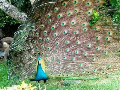 5053 Fisher Island Dr, Unit 5053, Miami Beach, FL 33109 Photo