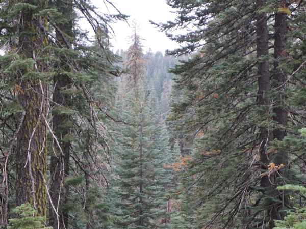 1026 Cleghorn Drive, Bucks Lake, CA 95956