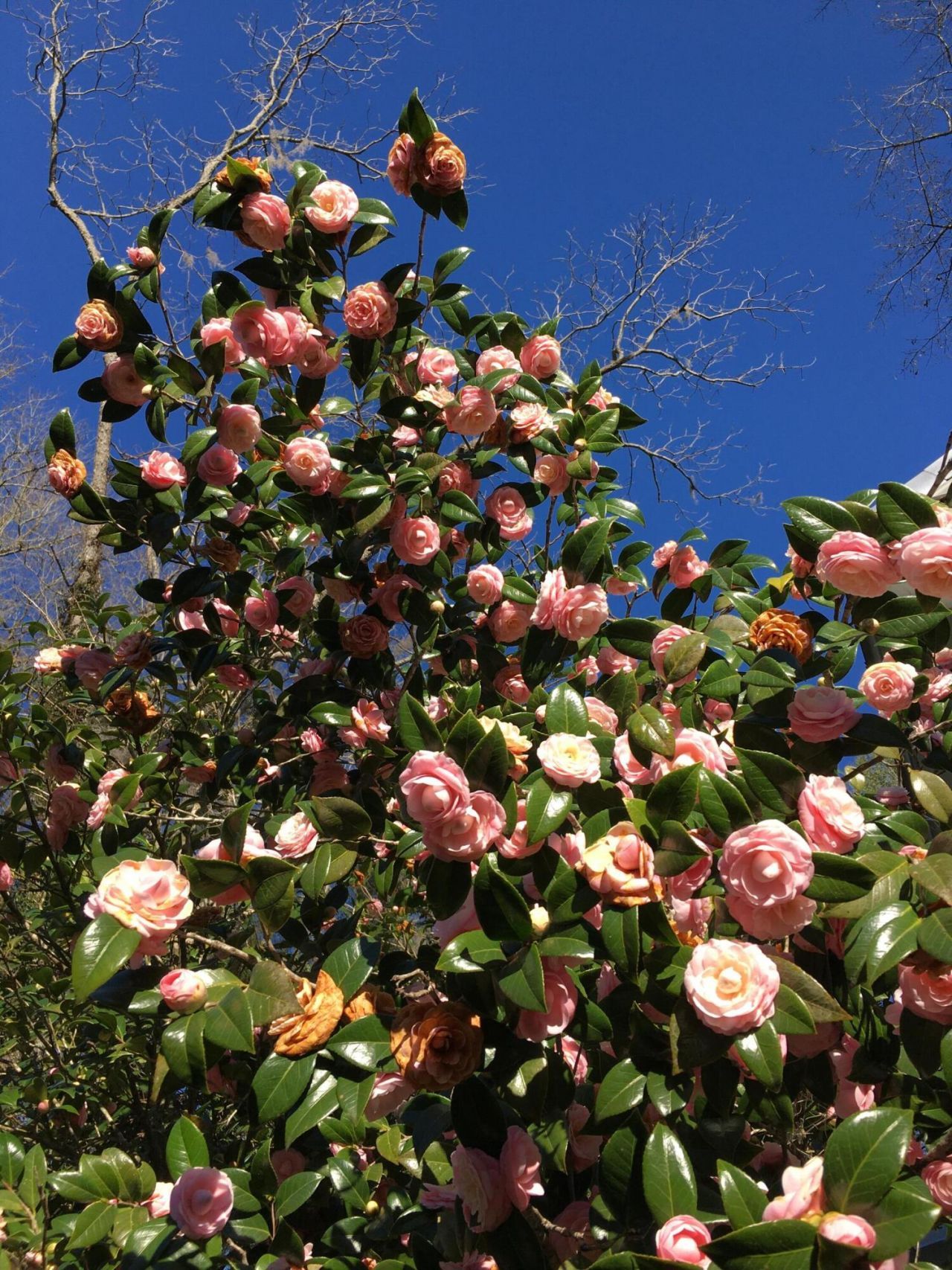 487 Hampton Street Photo 46