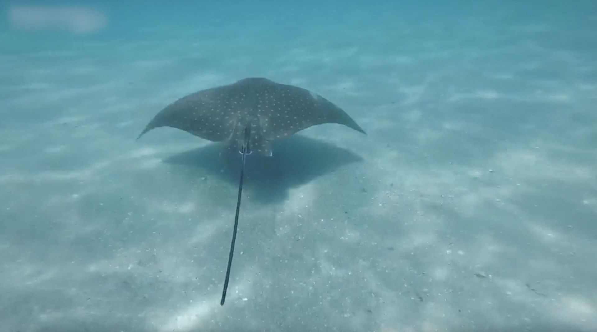 3730 N Ocean Drive, Unit 15c, Singer Island, FL 33404 Photo