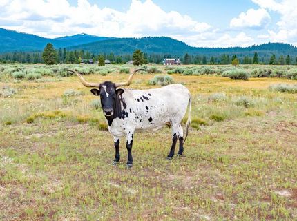 6200 Westside Road, Calpine, CA 96124 Photo