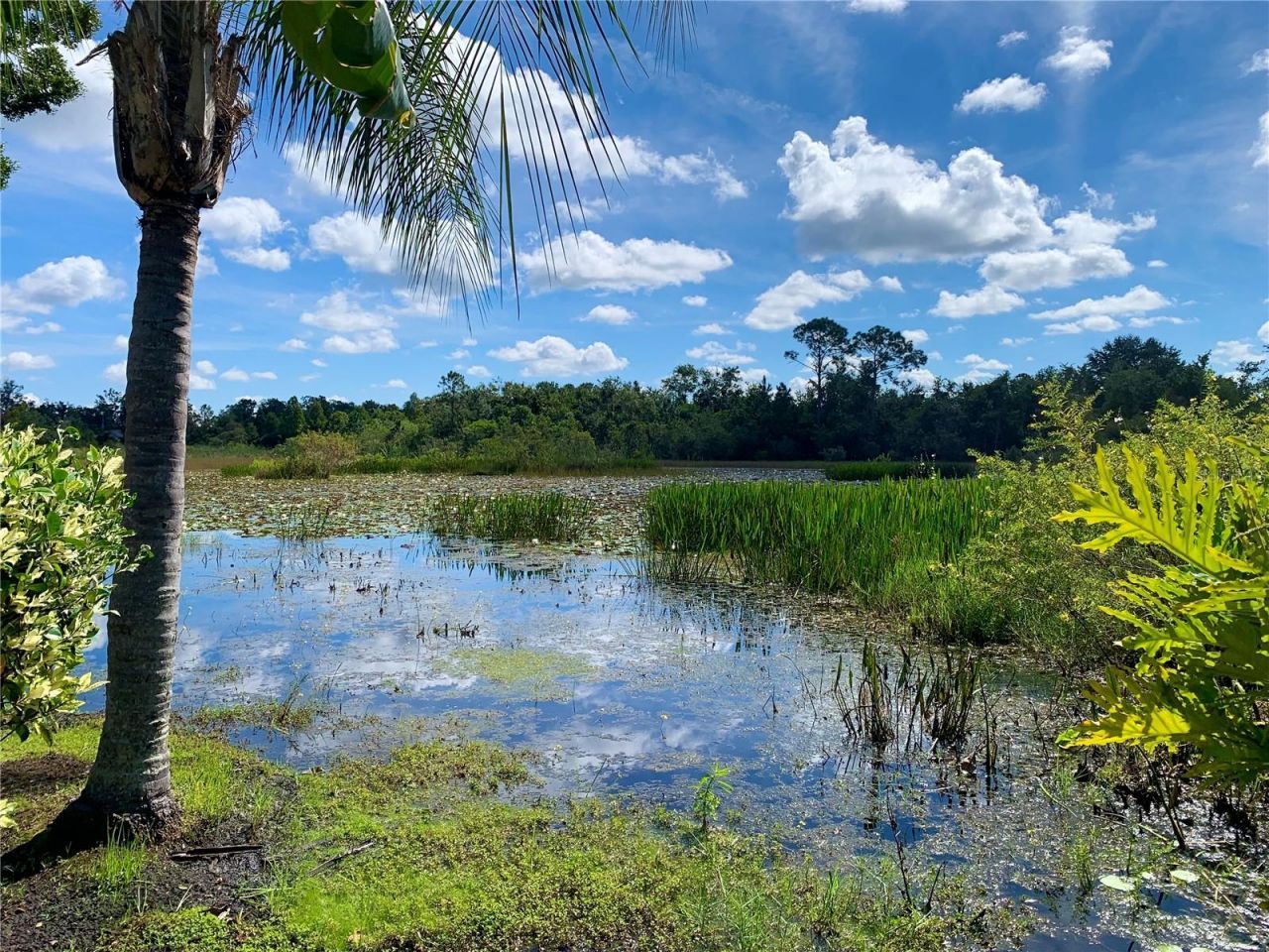 7340 Night Heron Drive, Land O Lakes, FL 34637 Photo