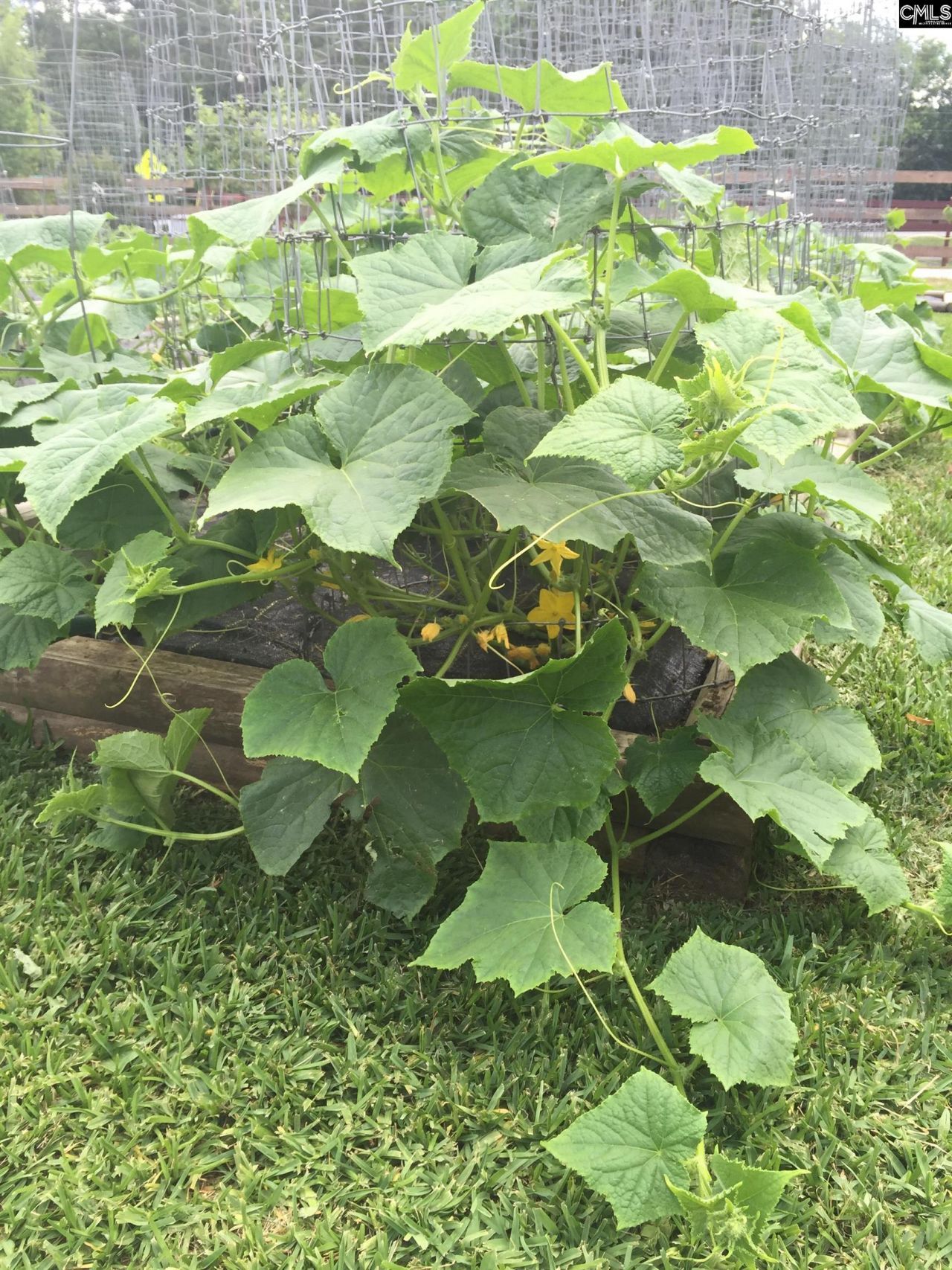 6009 Wescott Road Photo 73