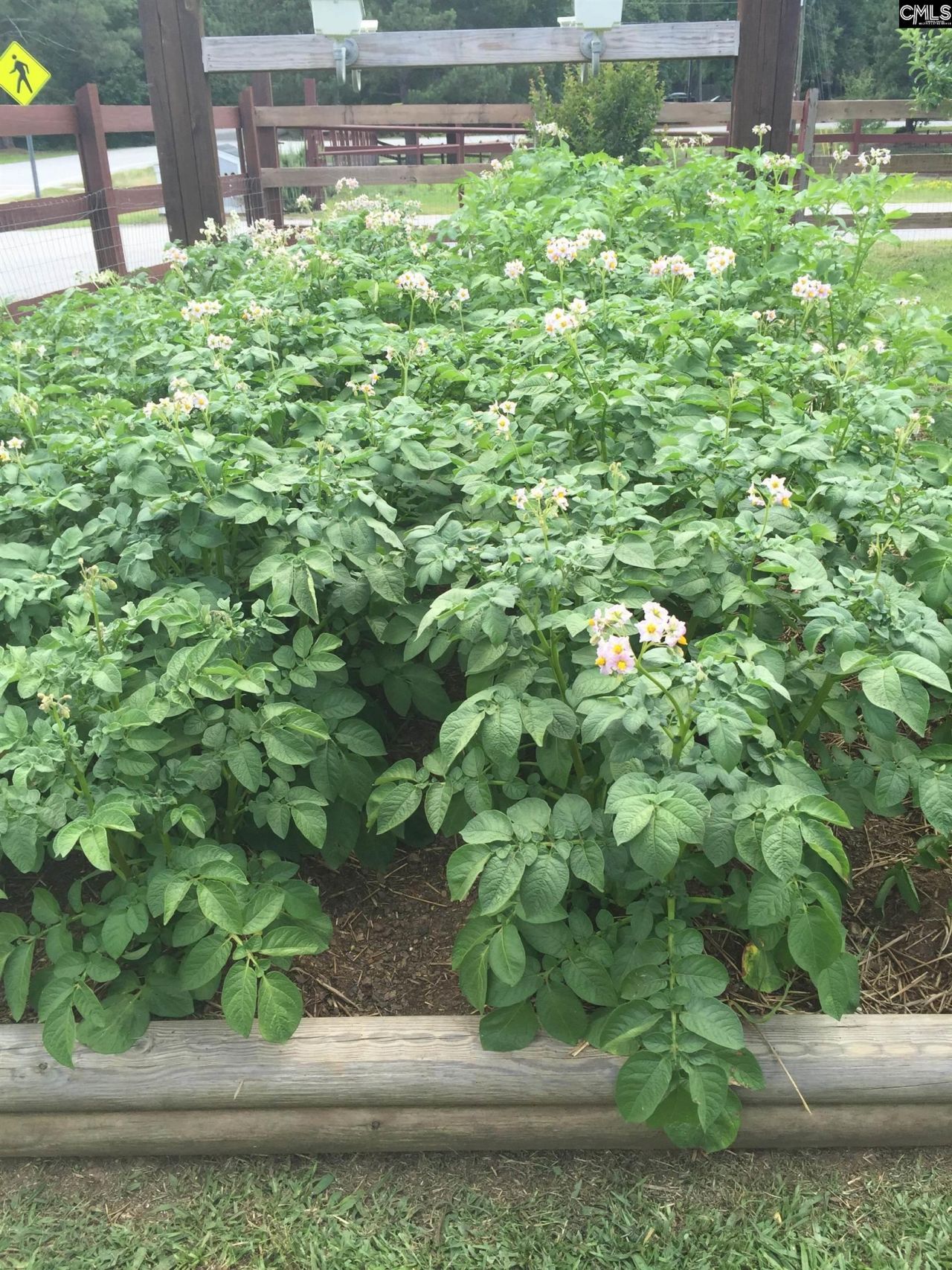 6009 Wescott Road Photo 74