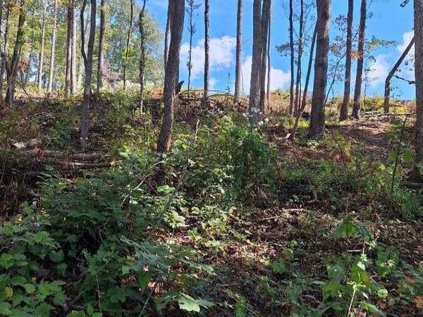 Old Cave Springs Rd, Tazewell, TN 37879