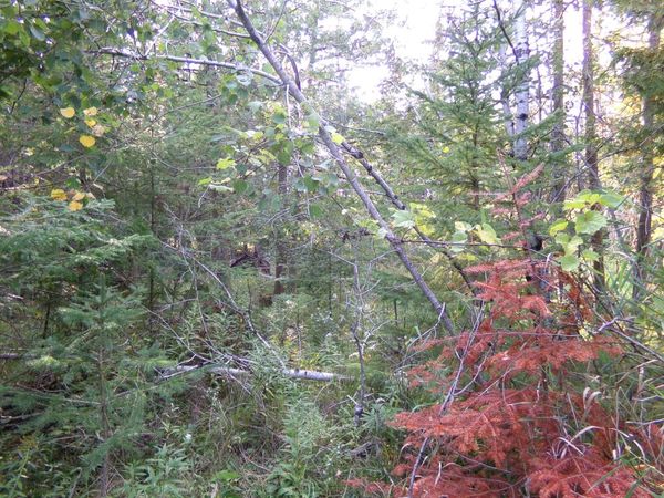 7124 N M65, Lachine, MI 49753