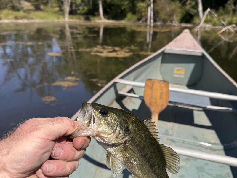 413 Gallipolis Road, Unit (Clearview, Oak Hill, OH 45656 Photo 22