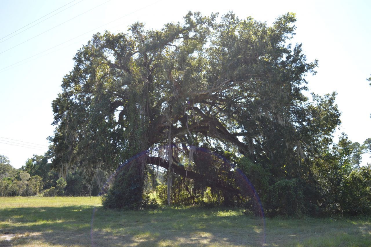 325 Mcclellan Avenue Photo 62