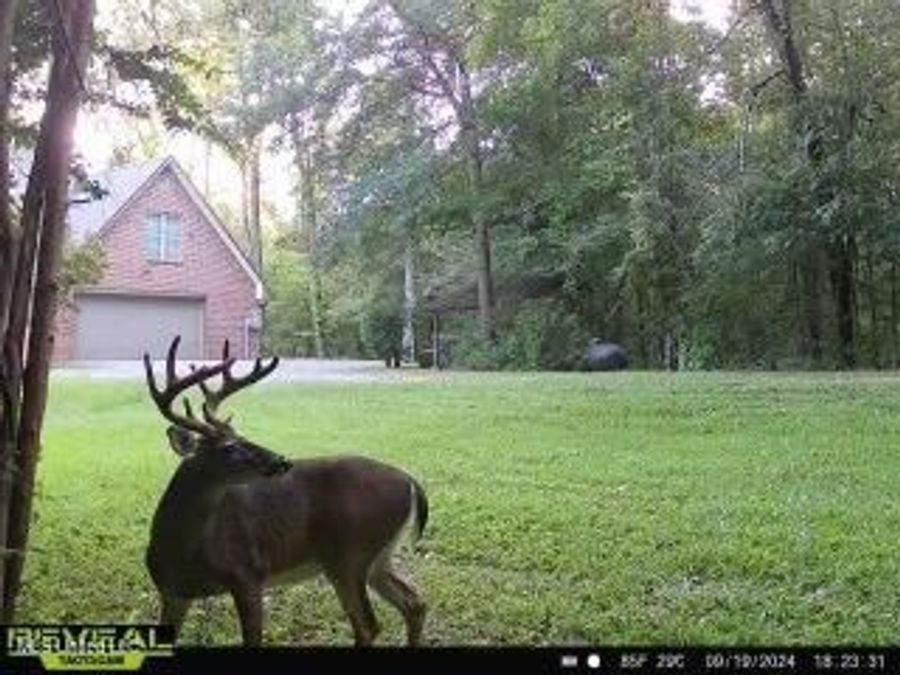 Property Image 39