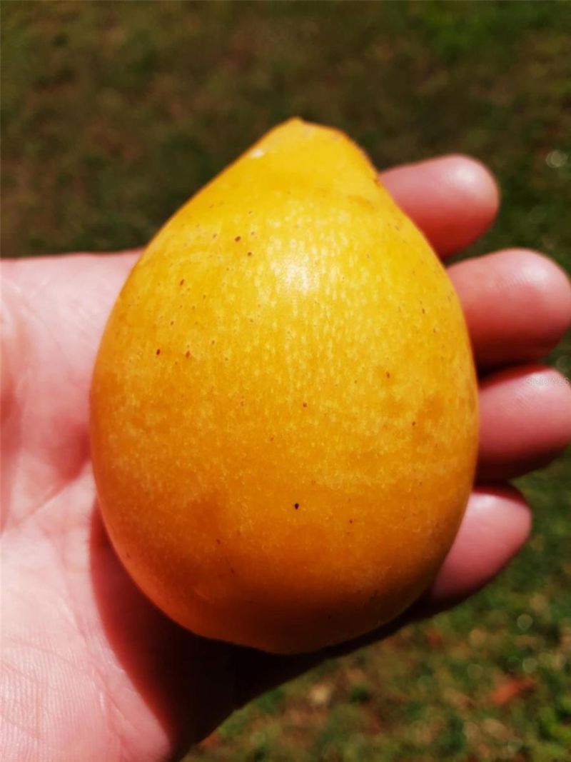 5504 Bruton Road, Plant City, FL 33565 Photo