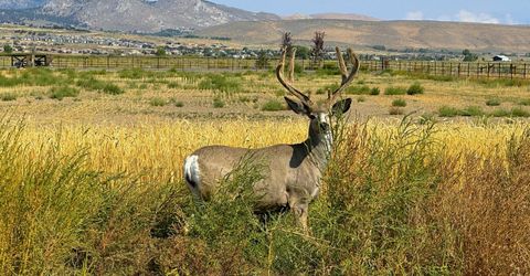 2460 Deerhaven, Minden, NV 89423 Photo