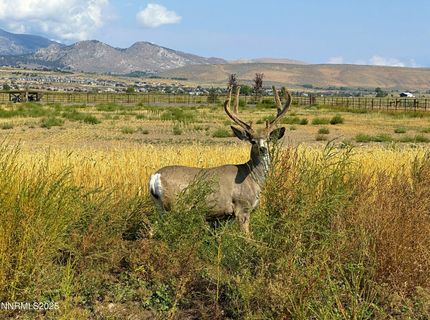 2460 Deerhaven, Minden, NV 89423 Photo