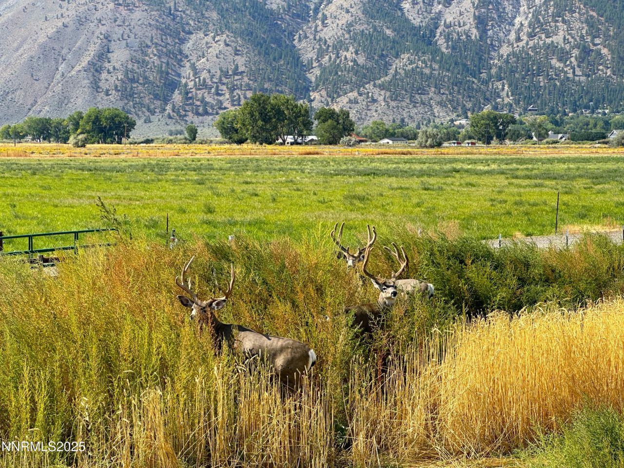 2460 Deerhaven, Minden, NV 89423 Photo