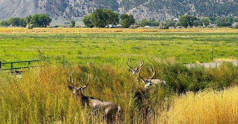 2460 Deerhaven, Minden, NV 89423 Photo