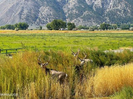 2460 Deerhaven, Minden, NV 89423 Photo
