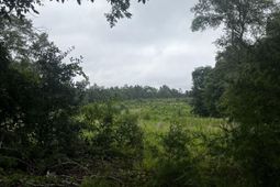 703 Neds Creek Road  photo 4